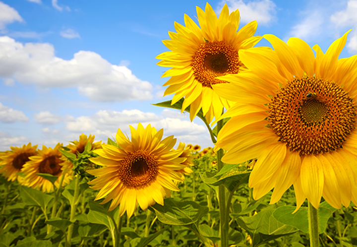 Sunflowers